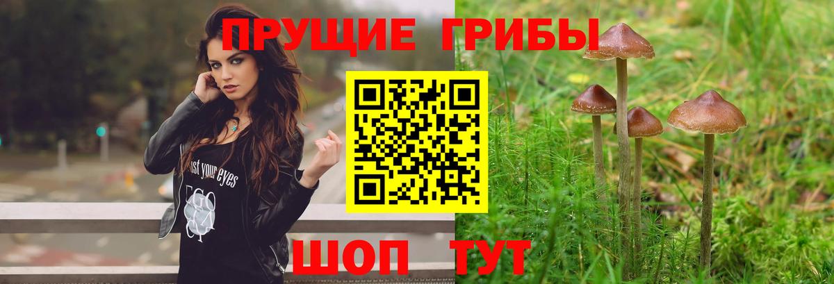 Псилоцибиновые грибы мицелий  Вход с VPN  Белая Калитва  Псилоцибиновые грибы прущие грибы 